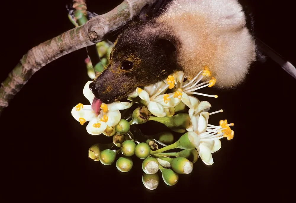 Por ser polinizadores, los murciélagos son llamados los picaflores nocturnos.