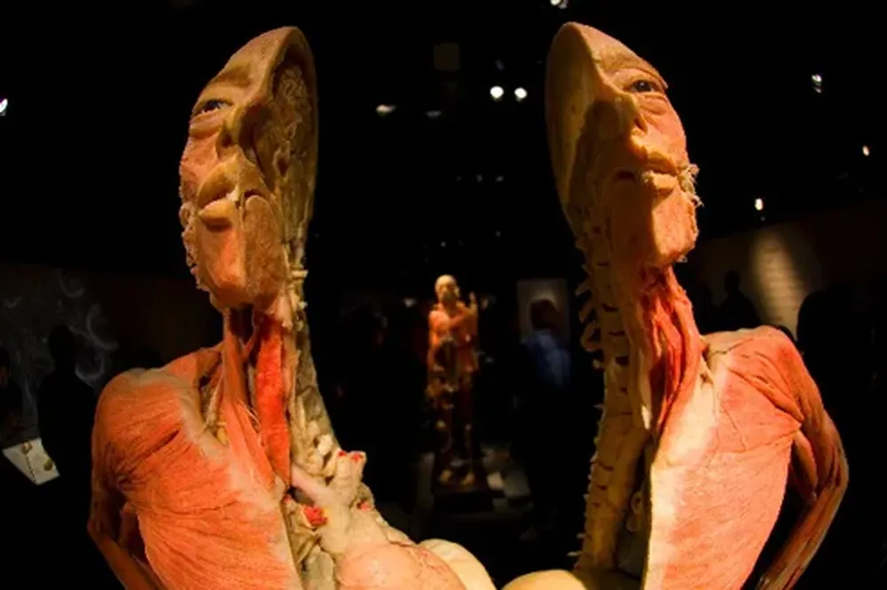 Los cuerpos son preservados por un mecanismo similar al plastificado