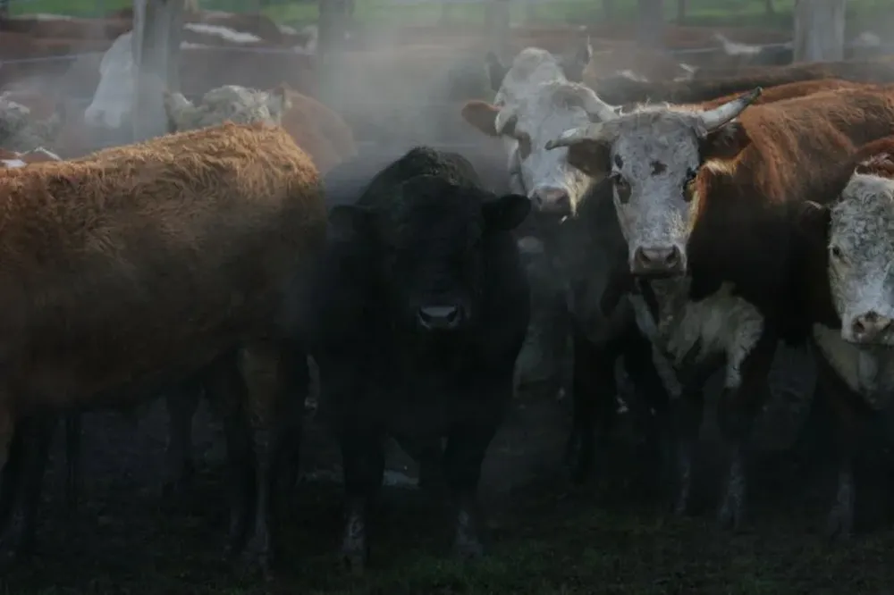 Más efectos de Conexión Ganadera