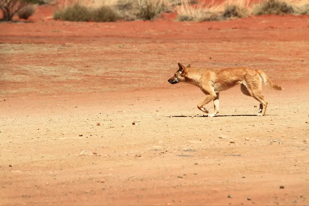 Dingo, el perro salvaje en Australia.
