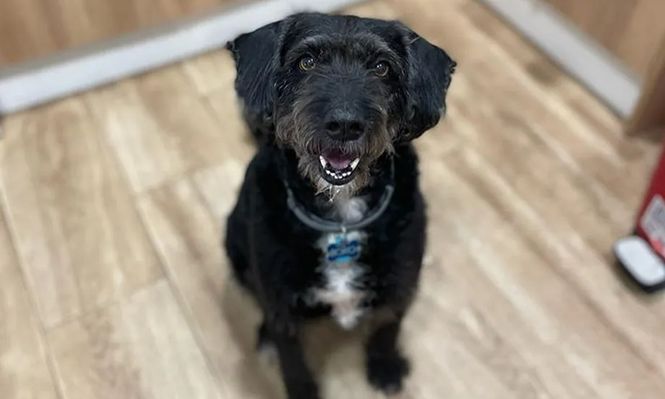 Boro, el perro desaparecido tras la tragedia ferroviaria en Adamuz, es buscado por toda España