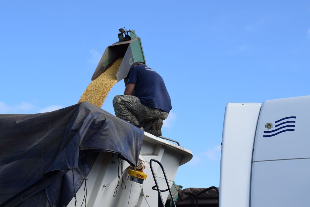 Soja: una cosecha que puede ser récord, a la vuelta de la esquina.