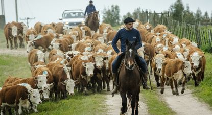 el unicornio neozelandes halter desembarca en uruguay a traves de un acuerdo con inia para aplicar su tecnologia de alambrado virtual en el manejo del ganado