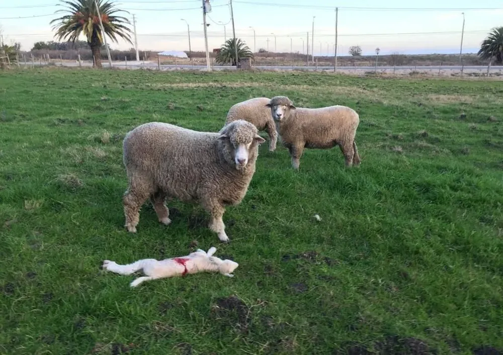 El campo está ubicado a 800 metros de la ciudad de Trinidad, en Flores.