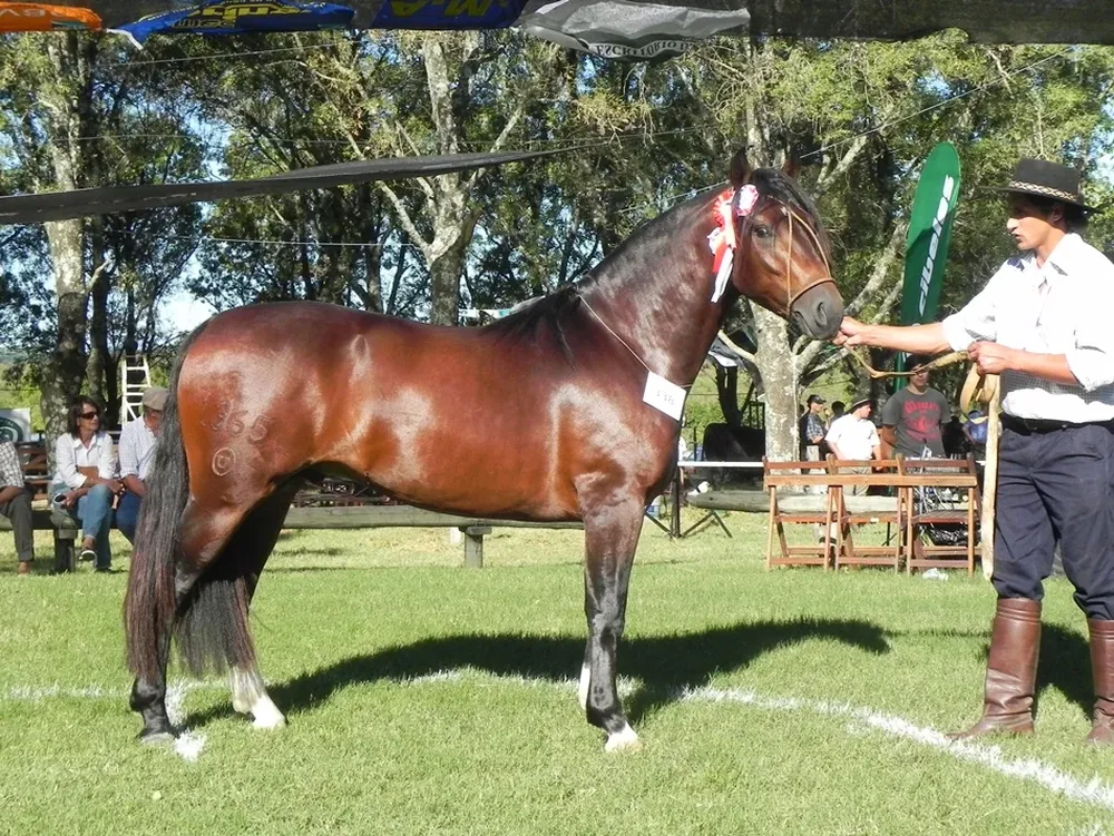 Gran Campeón Criollo de la 100ª Expo Durazno