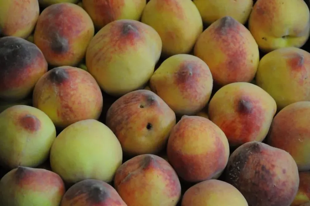 Duraznos, una de las frutas que prácticamente no existió este año en la producción uruguaya