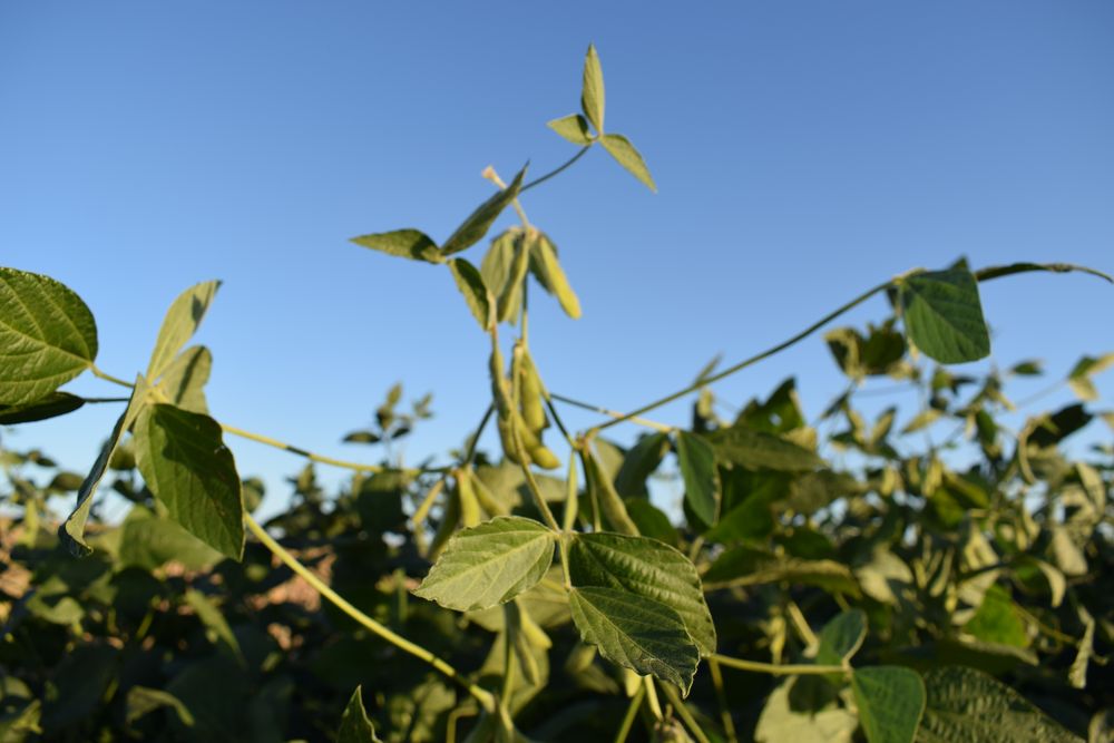 Soja: Urupov estimó que el área en Uruguay baja cerca de un 10%.