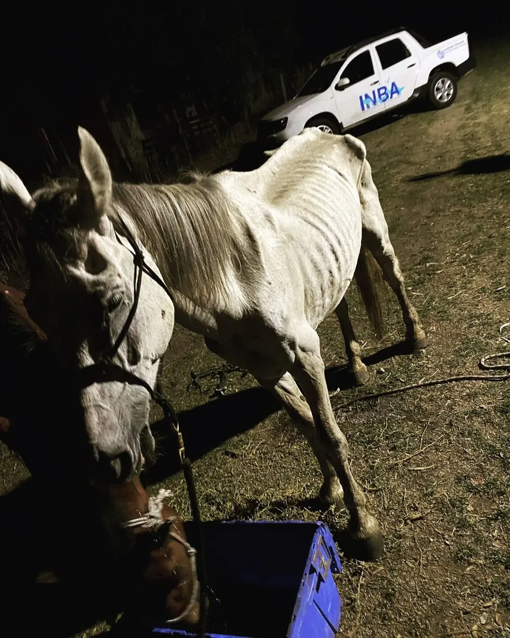 Animales que deberían pesar 400 kilos pesan 200, comentó el director de Animales Sin Hogar sobre los caballos rescatados el fin de semana por el INBA.