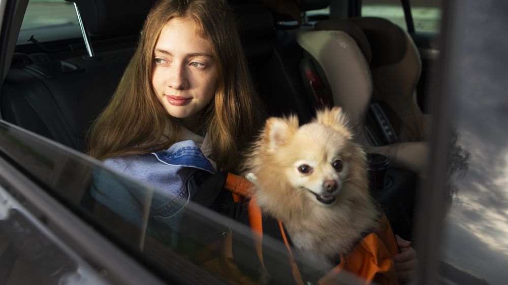 Es recomendable usar un arnés, correa o transportadora para asegurar a las mascotas durante los viajes en Uber Pet.