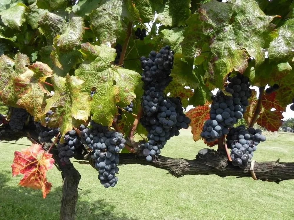 Se espera una producción de unos 92 millones de kilos de uva.