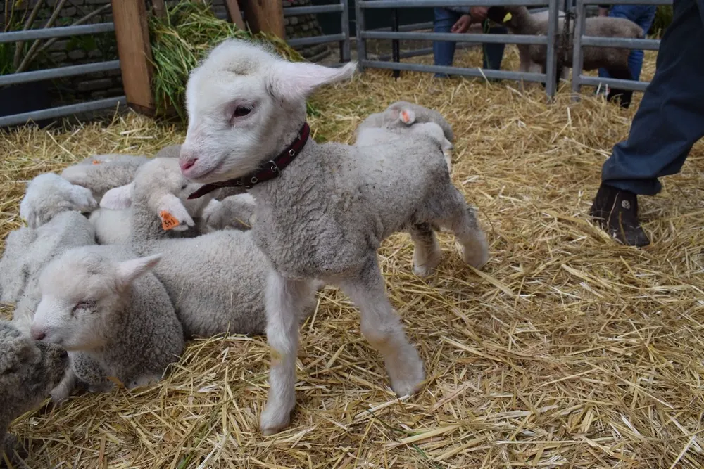 Pereiro, el cordero Merino Dohne que homenajea con su nombre a Gastón Pereiro.