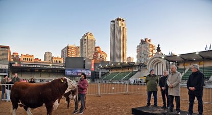 Místico en la Expo Rural de Palermo