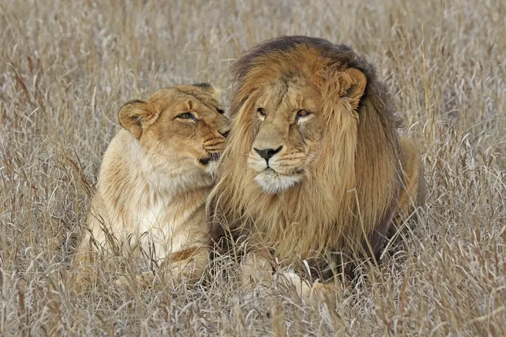 Sol y Luna, los leones del zoológico de Paysandú, en The Wild Animal Sanctuary