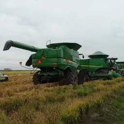 Un panorama habitual en estos días: las cosechadoras esperando poder ingresar a las chacras.
