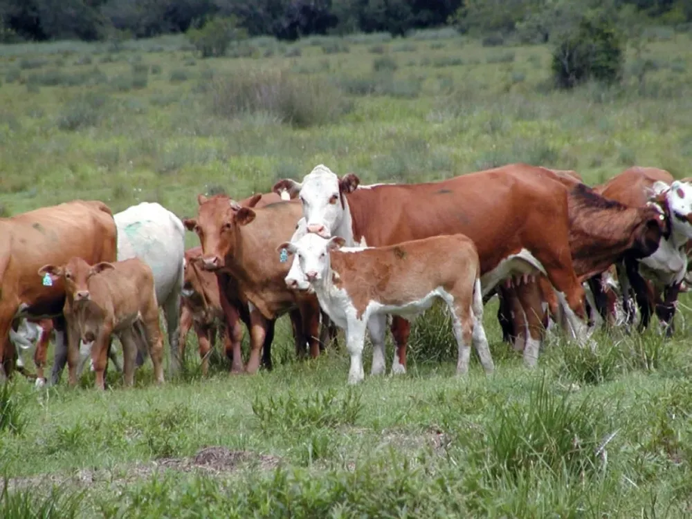 Primeros datos de preñez bovina en el norte superan el 80%