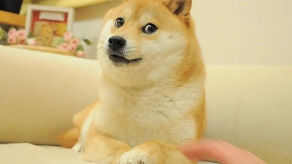 Doge: el meme del perro raza shiba inu llamado Kabosu
