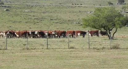 El Observador | 0022402249.webp