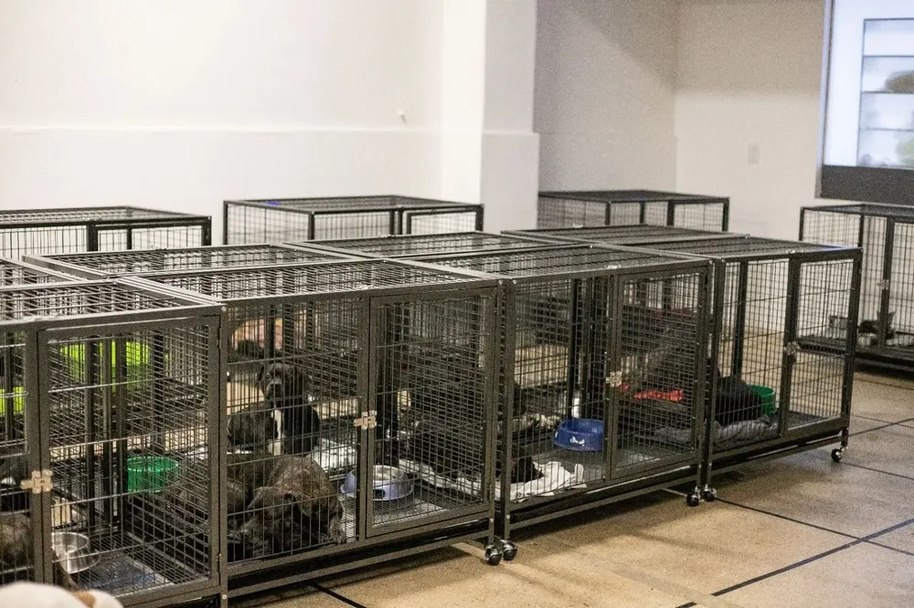 Perros abandonados rescatados en Pocitos