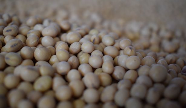 Mercado de granos: productores atentos a subas y bajas en los precios.