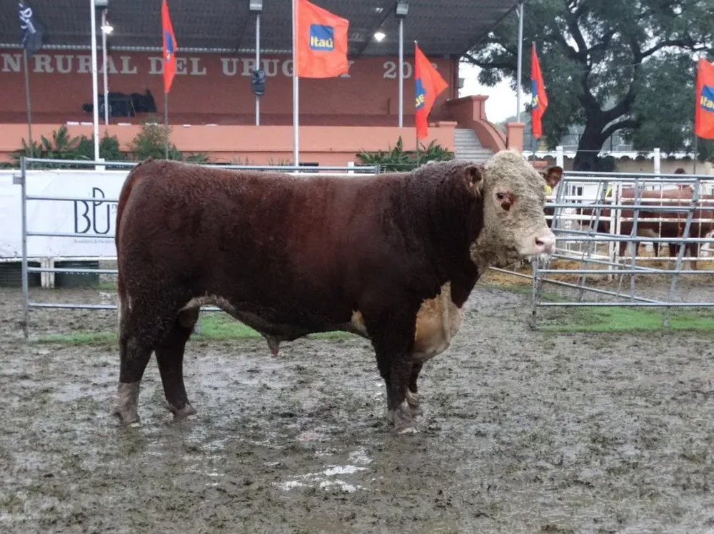 El toro Copa de Honor expuesto por la cabaña La Palma.