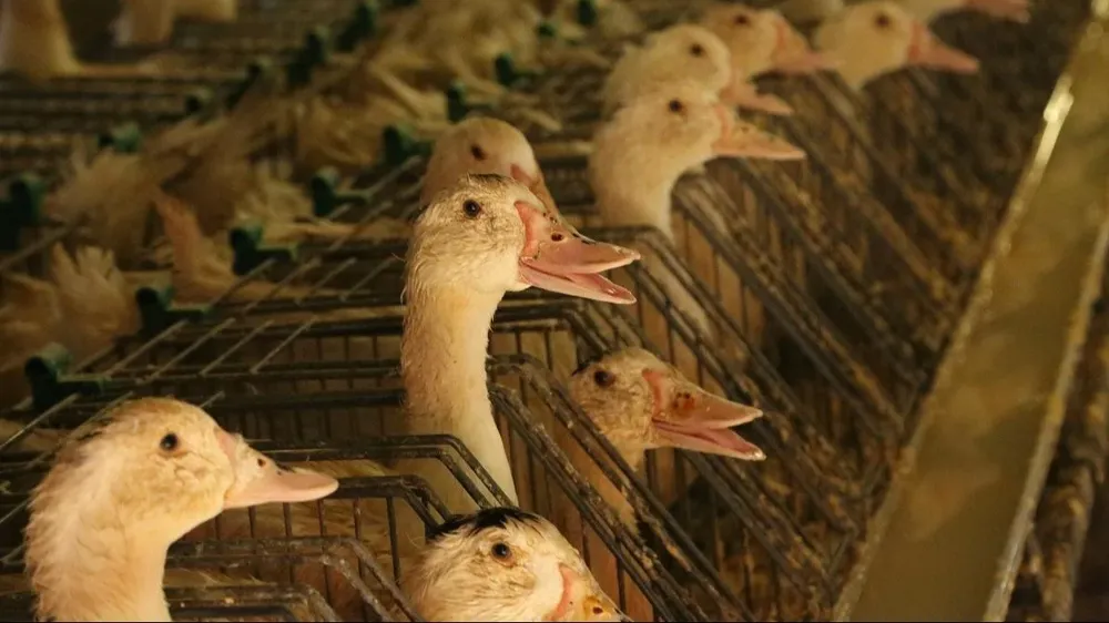 La campaña costará unos € 100 millones para el ciclo 2023-2024, lejos de los € 650 millones pagados a los avicultores en 2021-2022 por los sacrificios