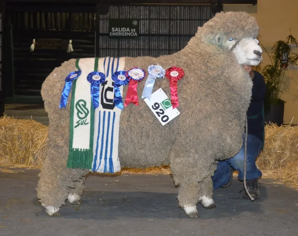 Se ofertará el Gran Campeón Corriedale PO del Prado.