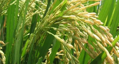 El Observador | En 173 mil has se cosechó más de 1,3 millones de toneladas