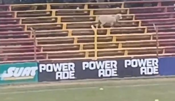 Una oveja apareció en el Parque Paladino previo al partido entre Progreso y Defensor Sporting