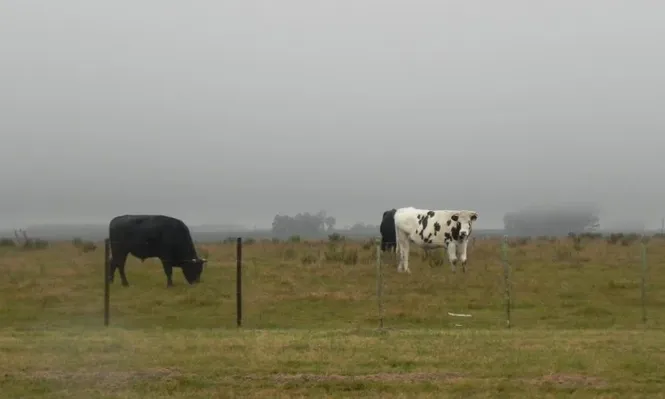 Intensas lluvias causan efectos diversos en la producción