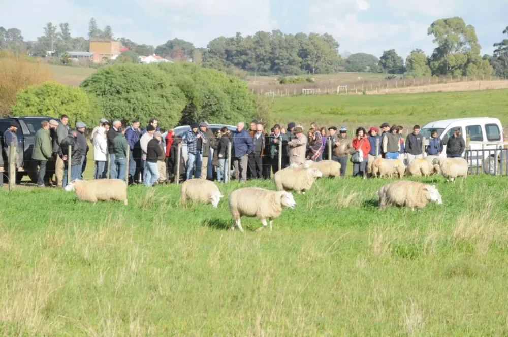 Intensa actividad hubo en el Centro Ovino del INIA