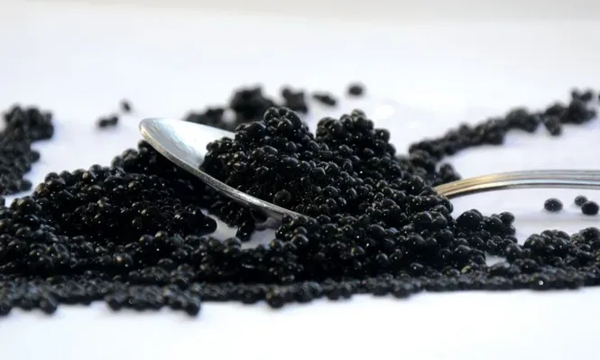 La industria del caviar: desde Rusia a Río Negro