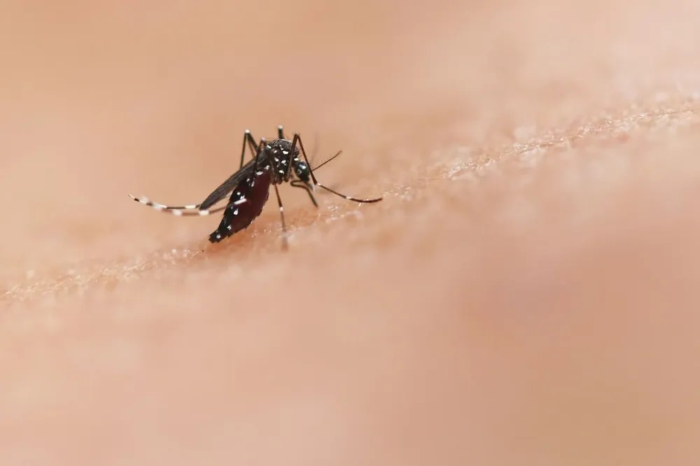 El año con el mayor número de casos notificados en España de dengue fue 2019.