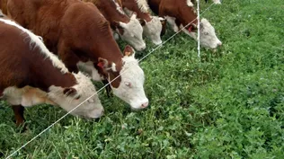 la tonificación de los mercados europeos se nota más en la carne vacuna que en la ovina