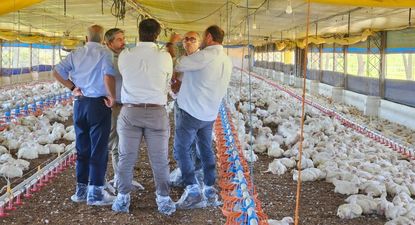 Carne aviar: se activó una auditoría de calidad considerada un hito para el sector avícola.