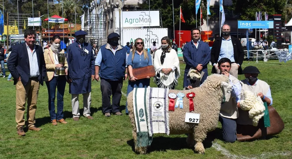 Gran Campeón pedigrí Romney Marsh.