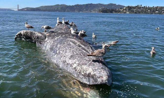 En marzo, el cadáver de una ballena gris hembra adulta apareció flotando en la bahía de San Francisco, en California.