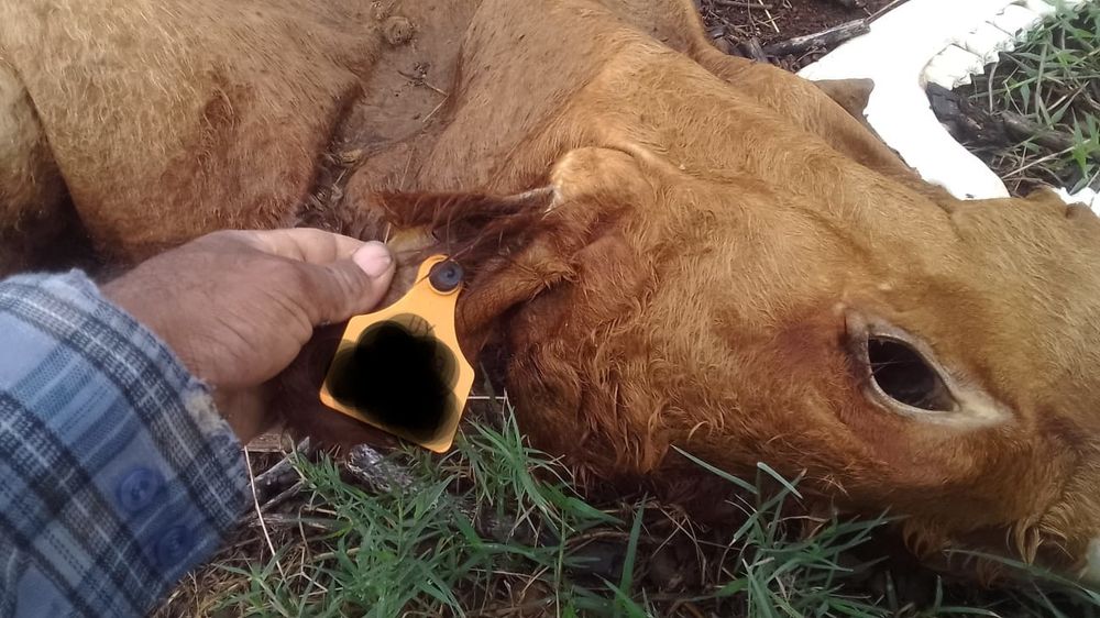 Foto tomada en un campo en Salto donde hay animales de República Ganadera. El animal no tiene los ojos