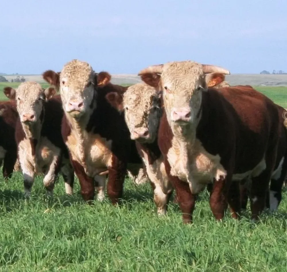 El remate se hará en el marco de la Expo Nacional Hereford.