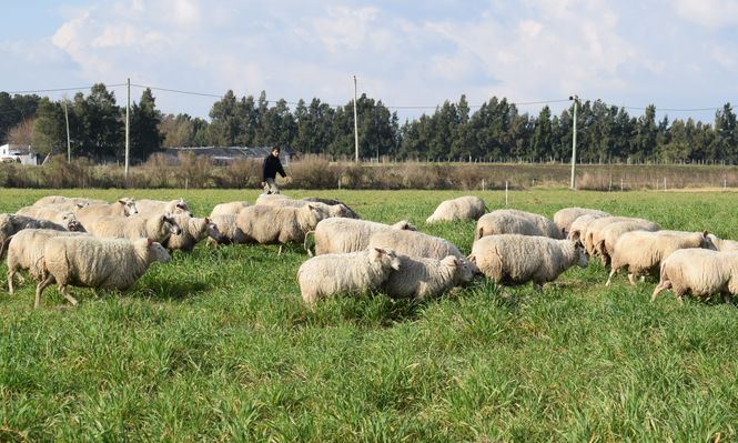 Productores de ovinos: la oveja en predios pequeños es una alternativa que suma adeptos.