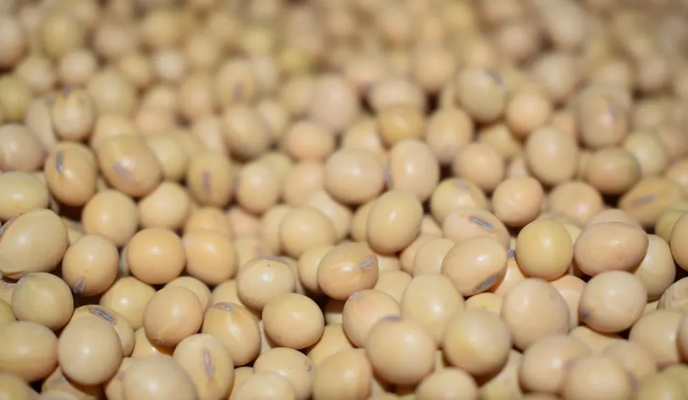 Producción de soja en Uruguay.