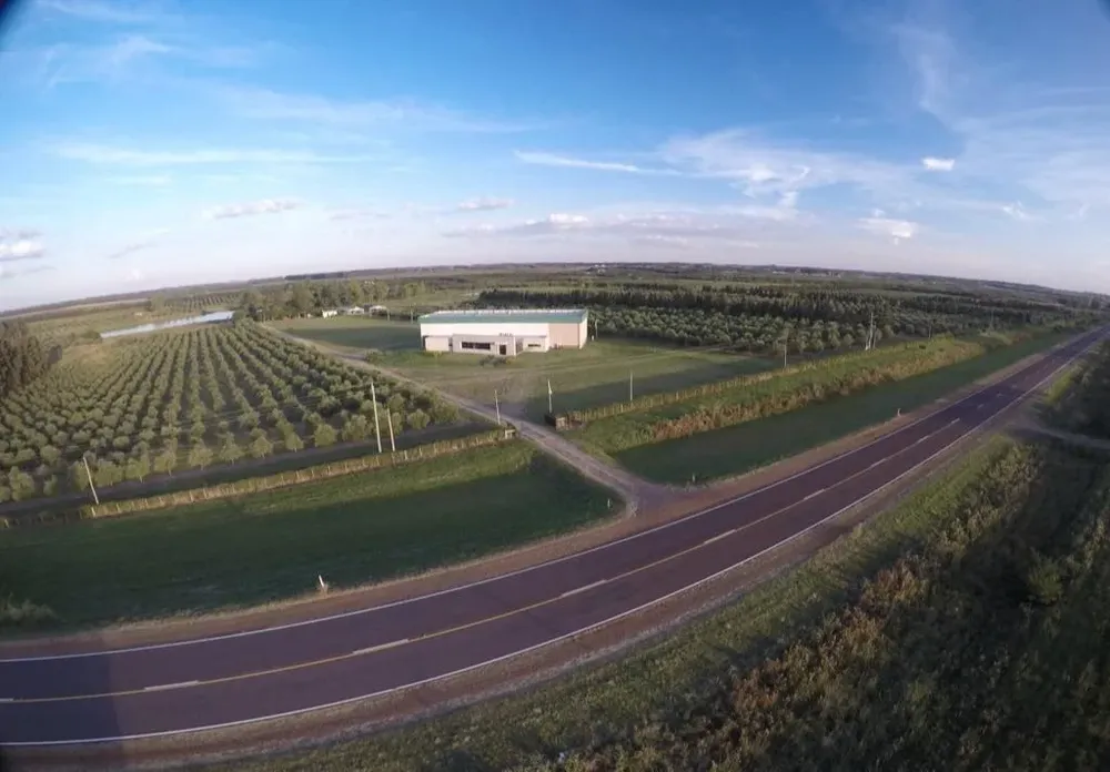 Plantaciones de Olivares Salteños, ubicado en el kilómetro 498 de la ruta 3, en Salto, Uruguay
