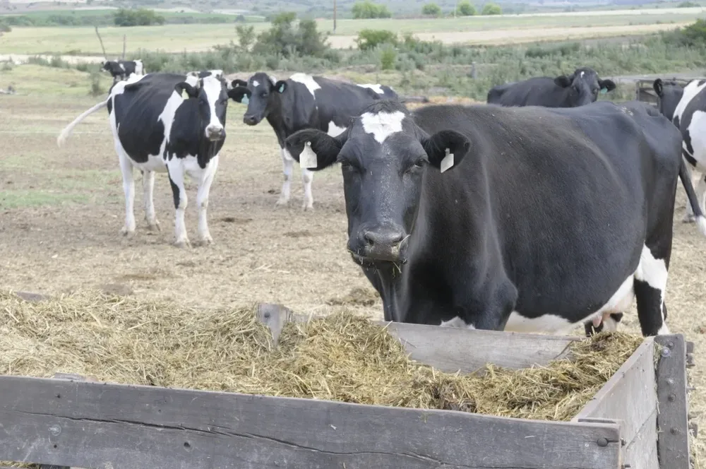 Buscan erradicar una enfermedad que provoca abortos en las vacas