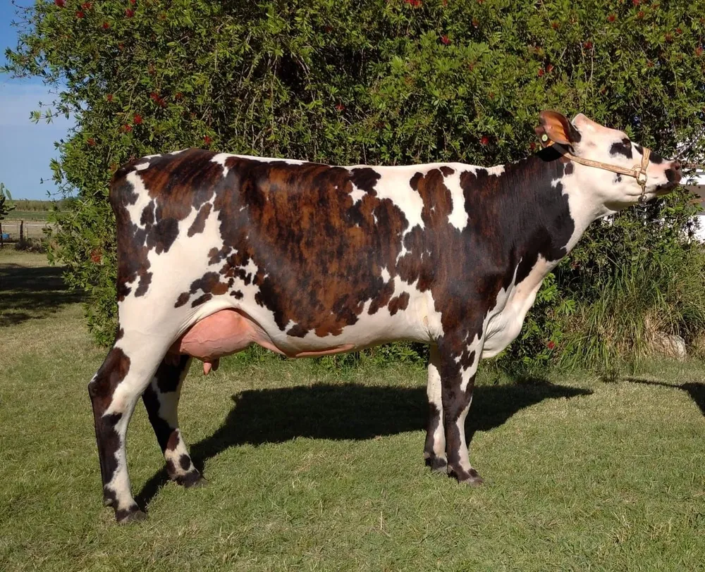 La vaca Esperanza Iluminada.