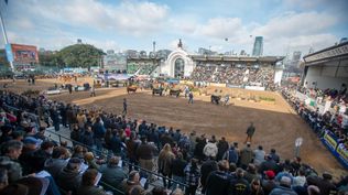 Argentina y una tradición, la exposición ganadera en Palermo, en Buenos Aires.