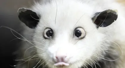 El Observador | La fama de la zarigüeya bizca duró poco: se dio a conocer este año y meses después murió