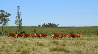 CNFR difudió recomendaciones para el manejo ganadero en esta primavera.