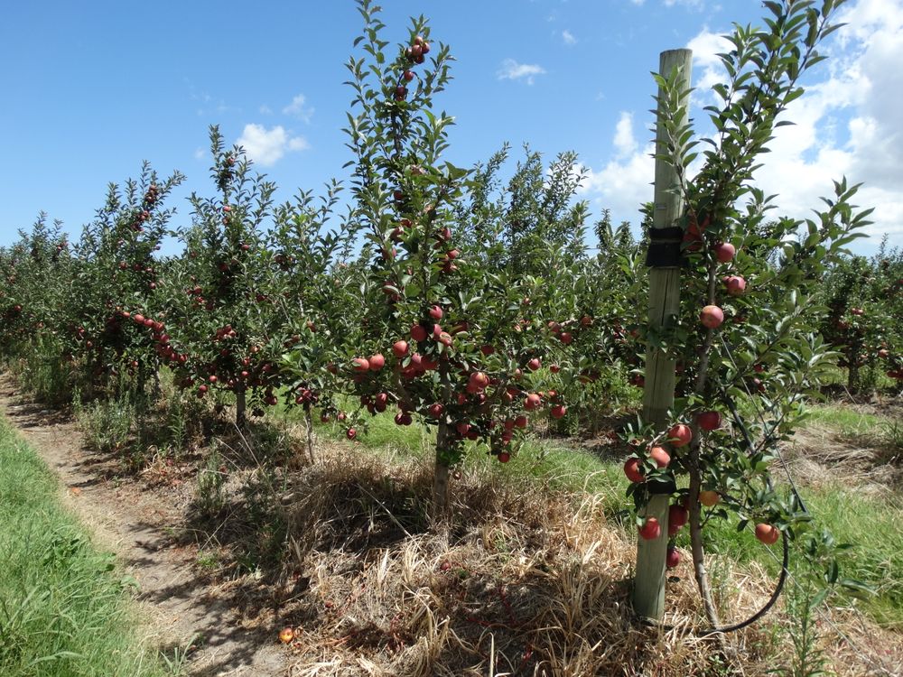 Mujeres rurales dedicadas a la fruticultura y horticultura al mando de la histórica CGU.