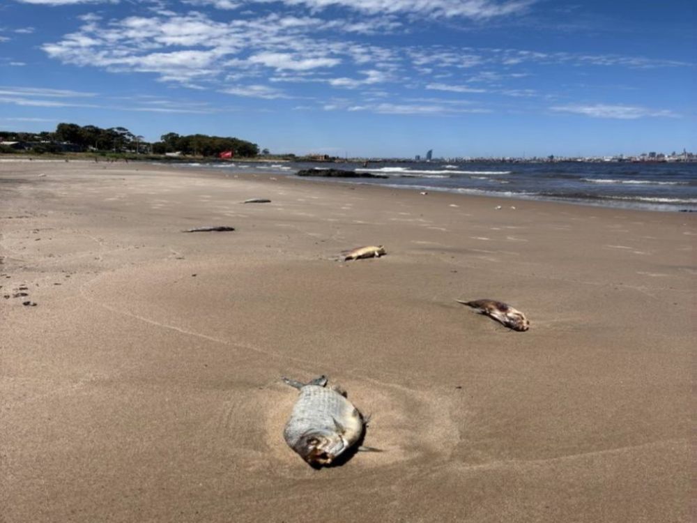 Playas de Montevideo: peces muertos y un pedido desde el MGAP a la población.