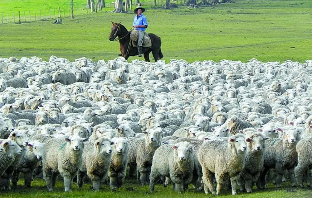 El sector ovino busca incrementar la producción.