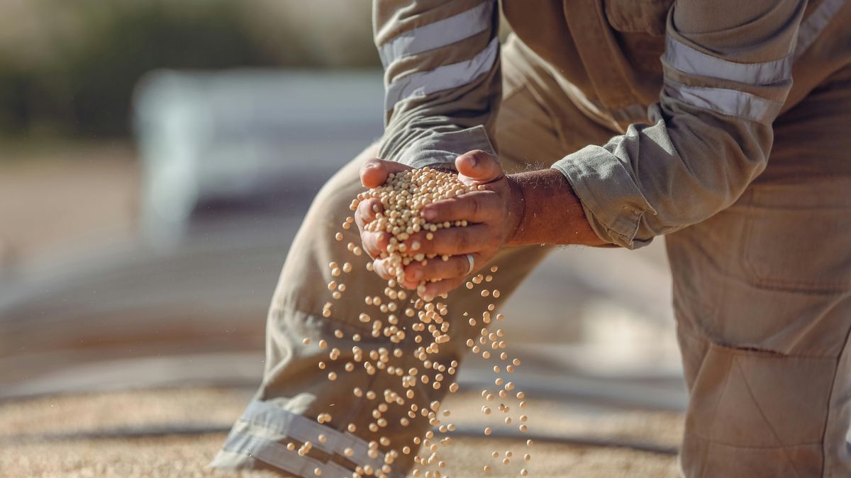 Polémica en el país con la mayor exportación de soja en el mundo